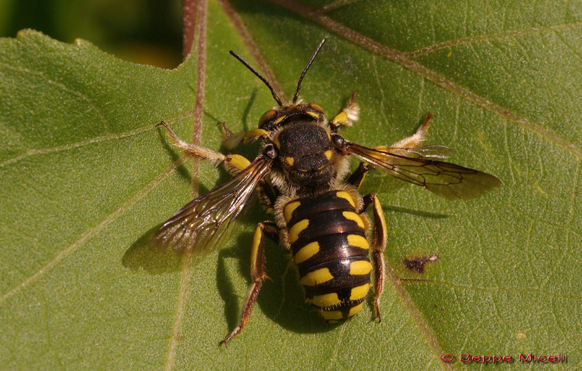 Anthidium sp.